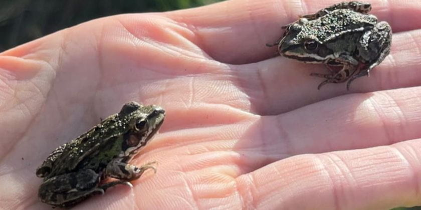 voluntary work helping the ecosystem